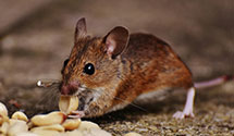 24 Hour & Emergency Exterminators in Loyalsock, PA